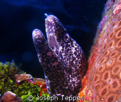 A nice Spotted Moray in Grand Cayman by Joseph Tepper 